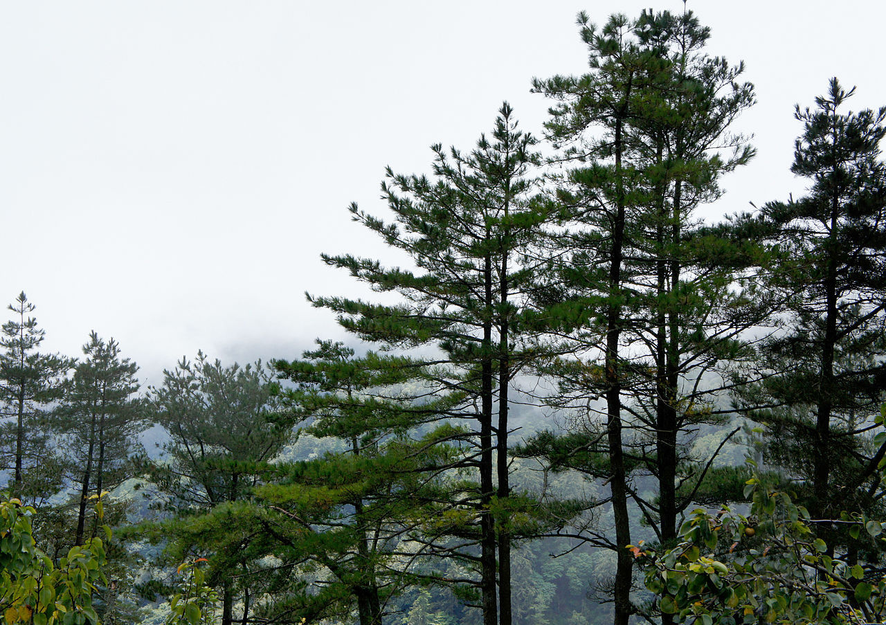Pinus taiwanensis