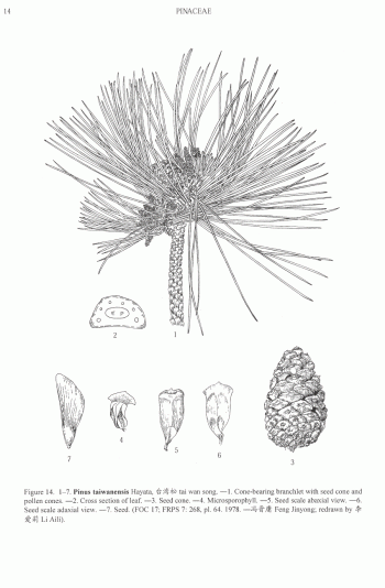 Pinus taiwanensis