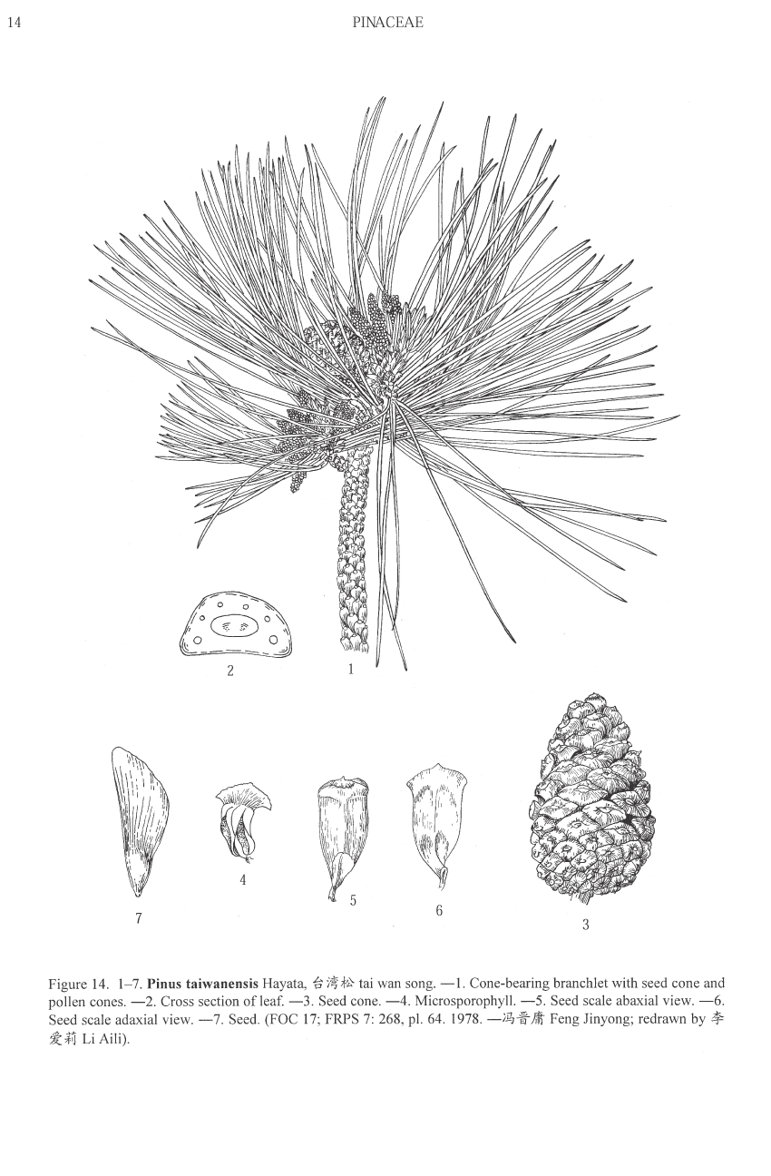 Pinus taiwanensis