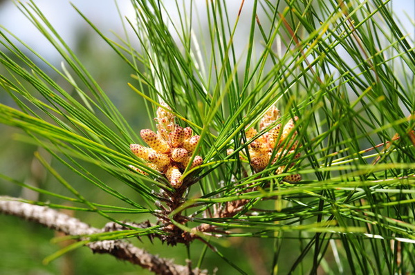 Pinus taiwanensis
