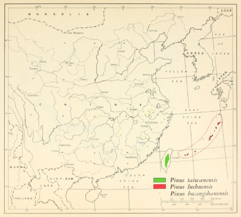 Pinus taiwanensis