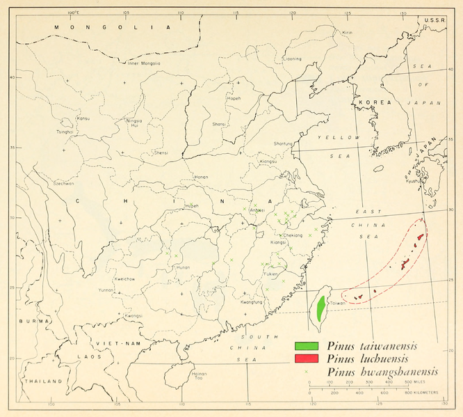 Pinus taiwanensis