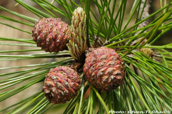 Pinus taiwanensis