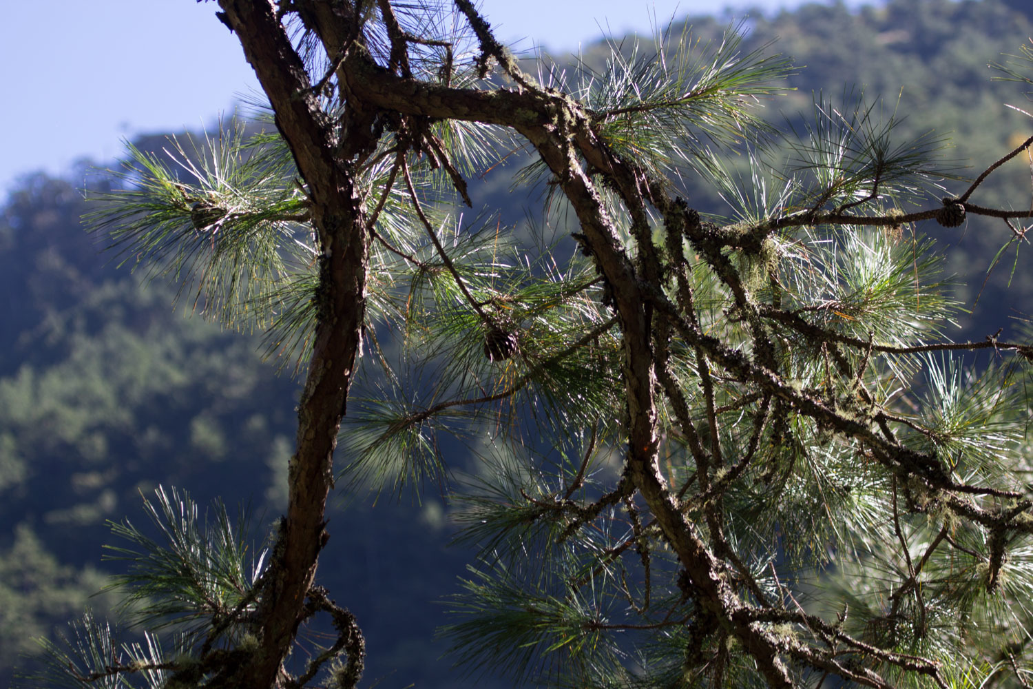 Pinus taiwanensis