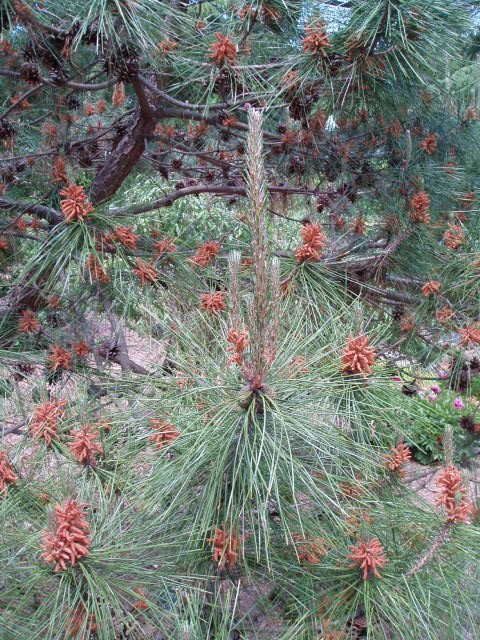 Pinus taiwanensis
