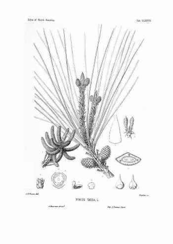 Pinus taeda