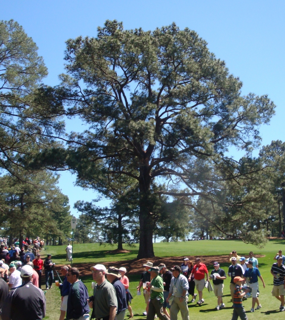 Pinus taeda