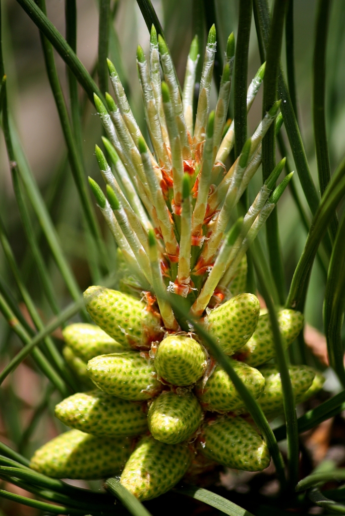 Pinus taeda