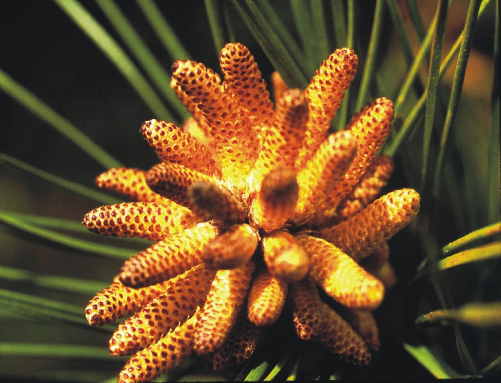 Pinus taeda