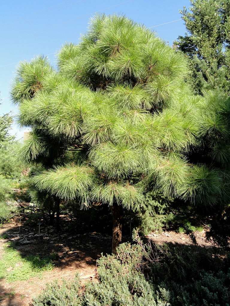 Pinus taeda