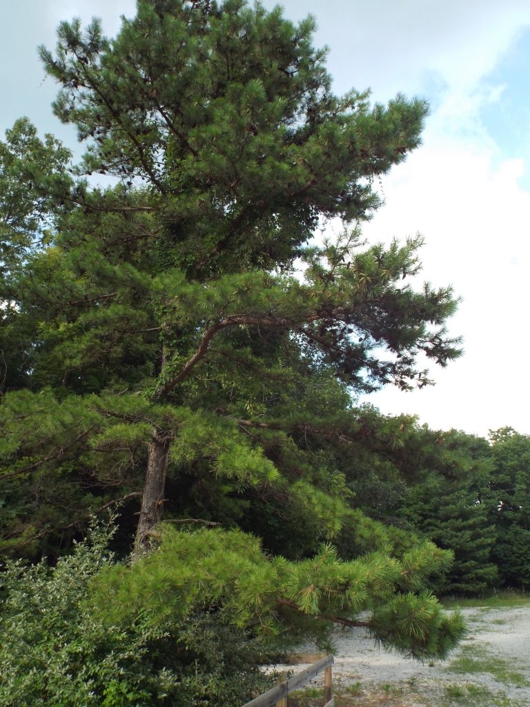 Pinus taeda