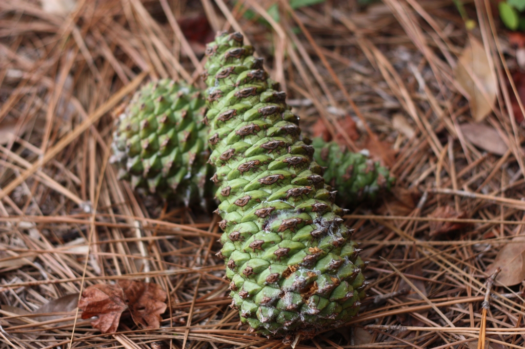 Pinus taeda