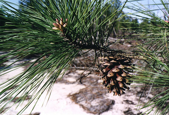Pinus taeda