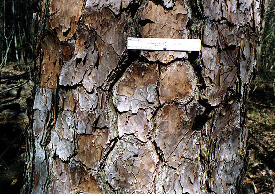 Pinus taeda