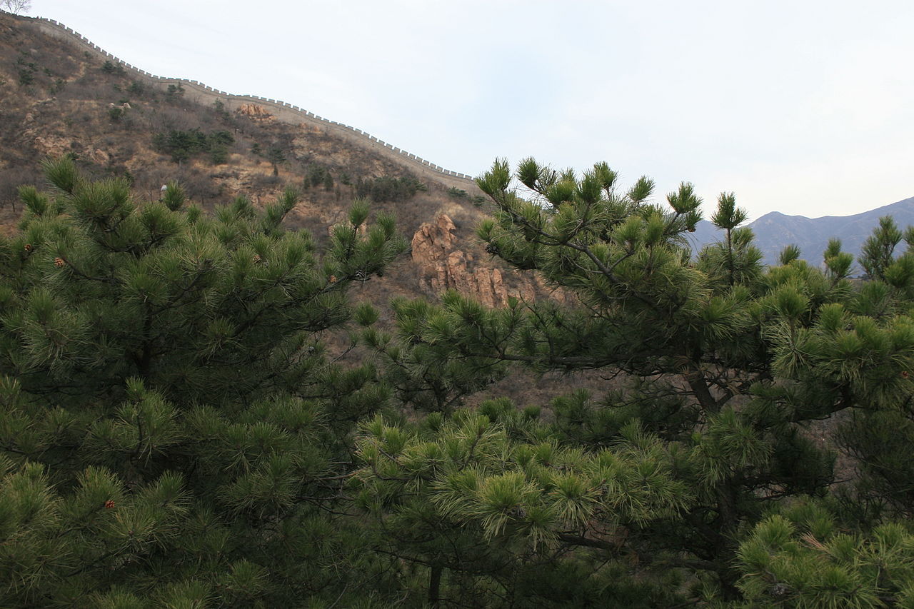 Pinus tabuliformis