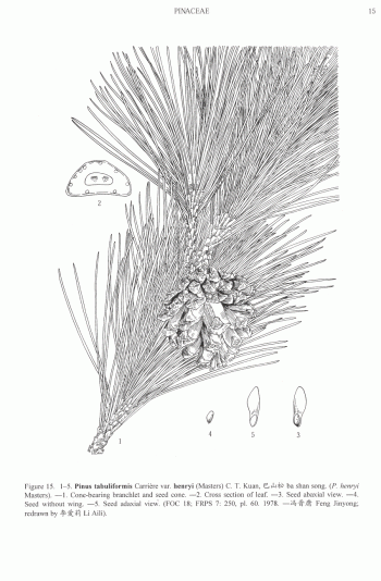 Pinus tabuliformis