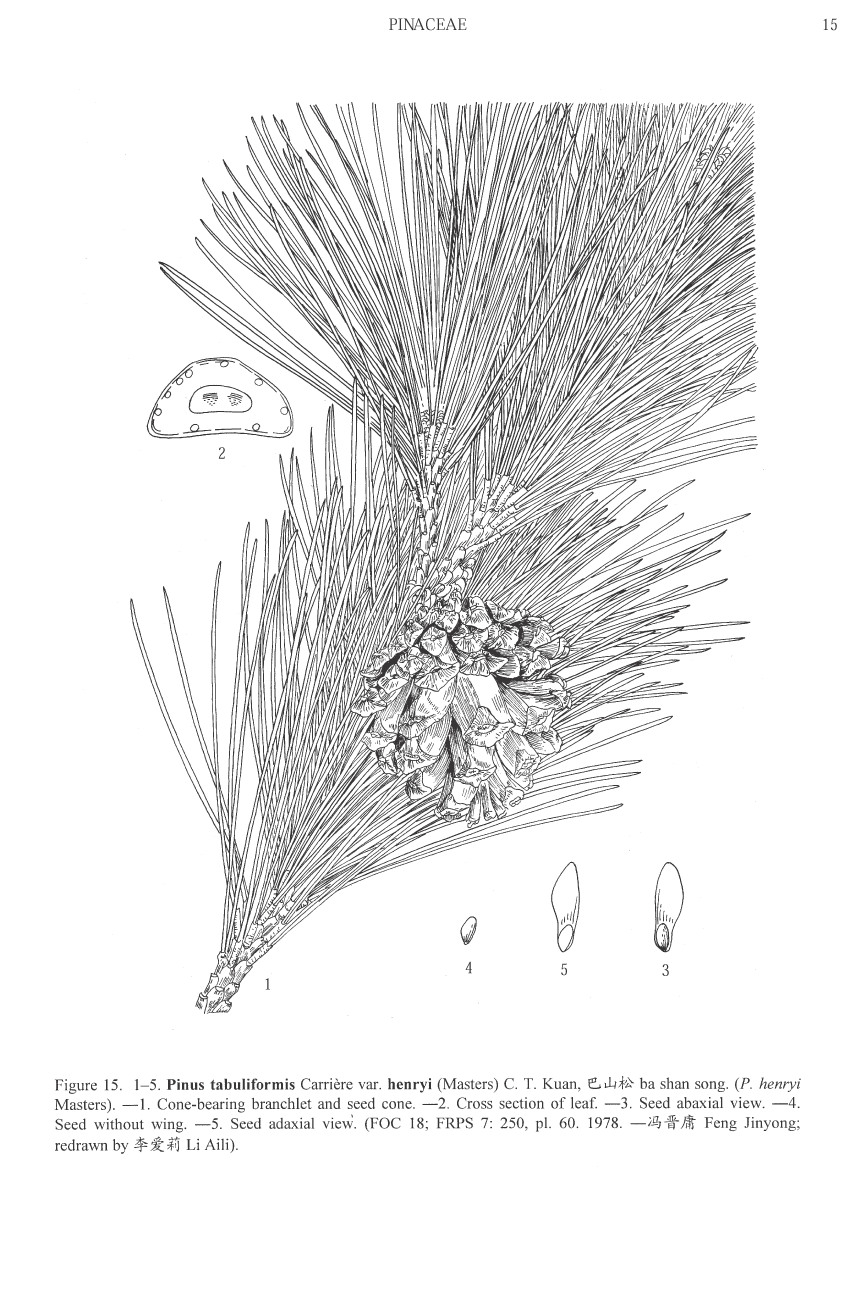 Pinus tabuliformis