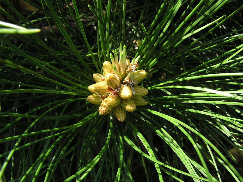 Pinus tabuliformis