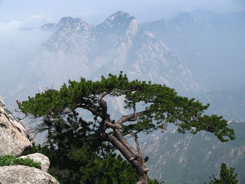 Pinus tabuliformis