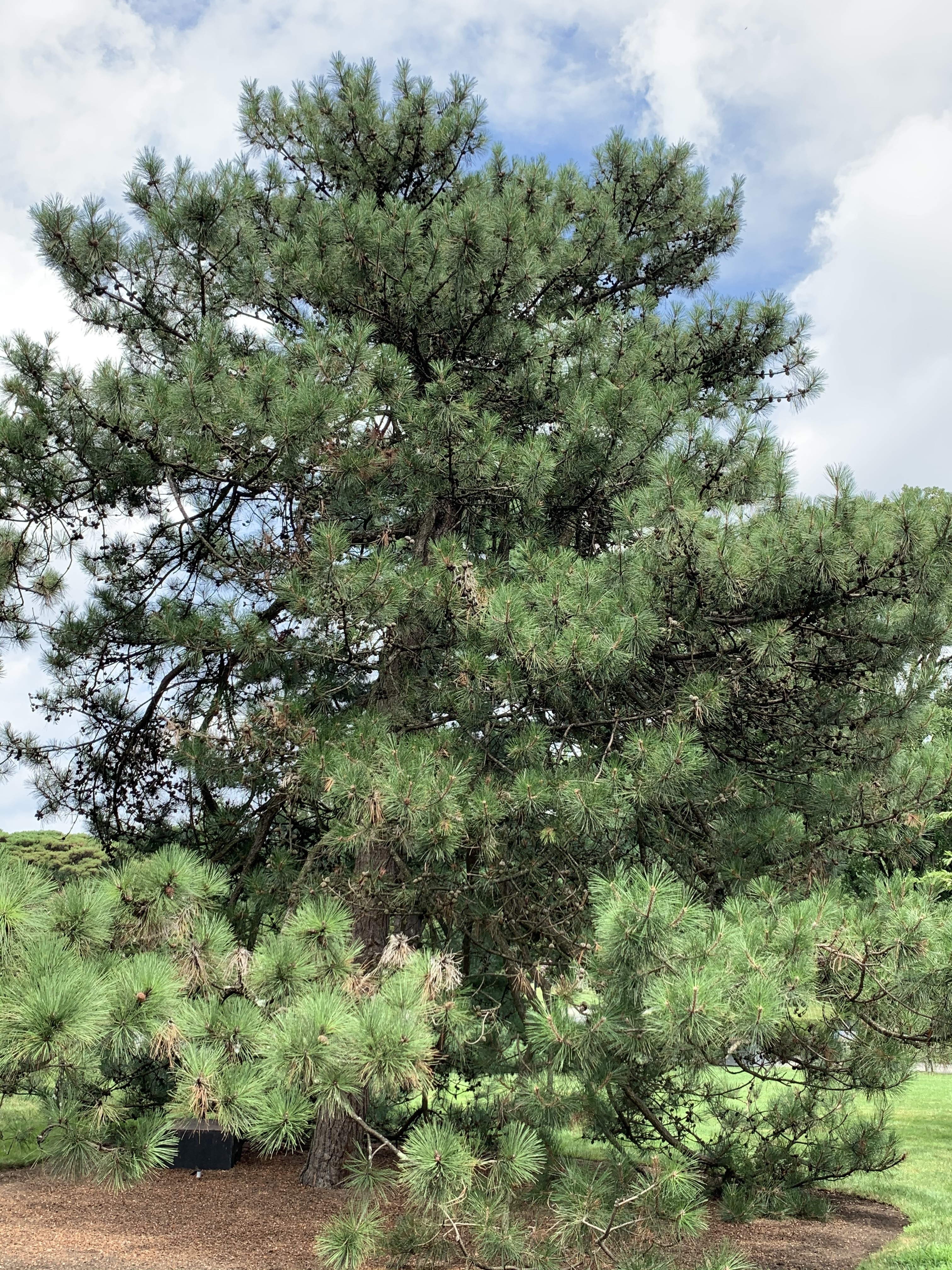 Pinus tabuliformis
