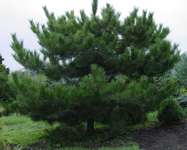Pinus tabuliformis