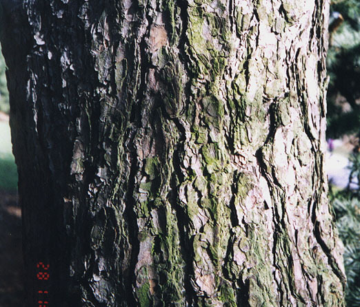 Pinus tabuliformis
