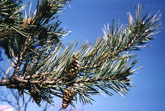 Pinus tabuliformis