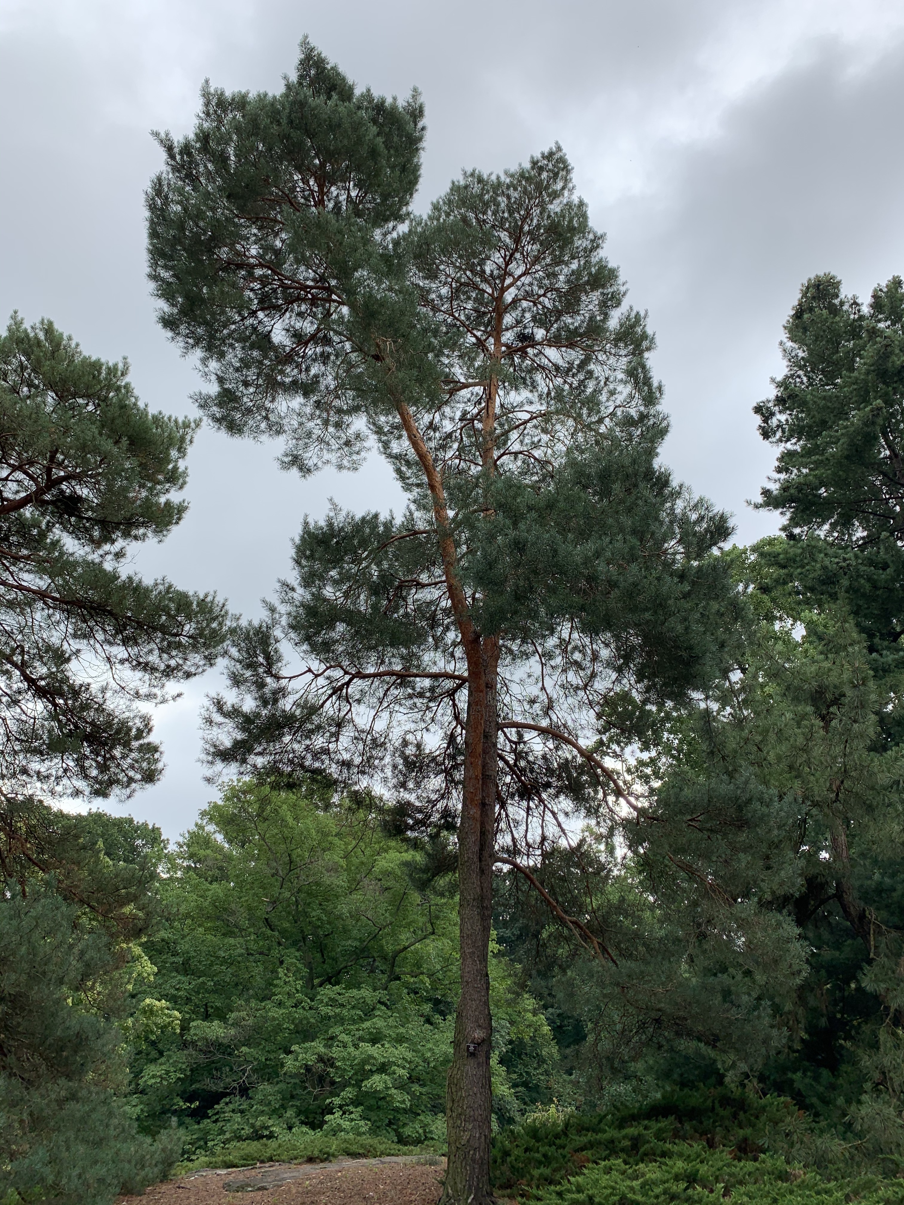 Pinus sylvestris
