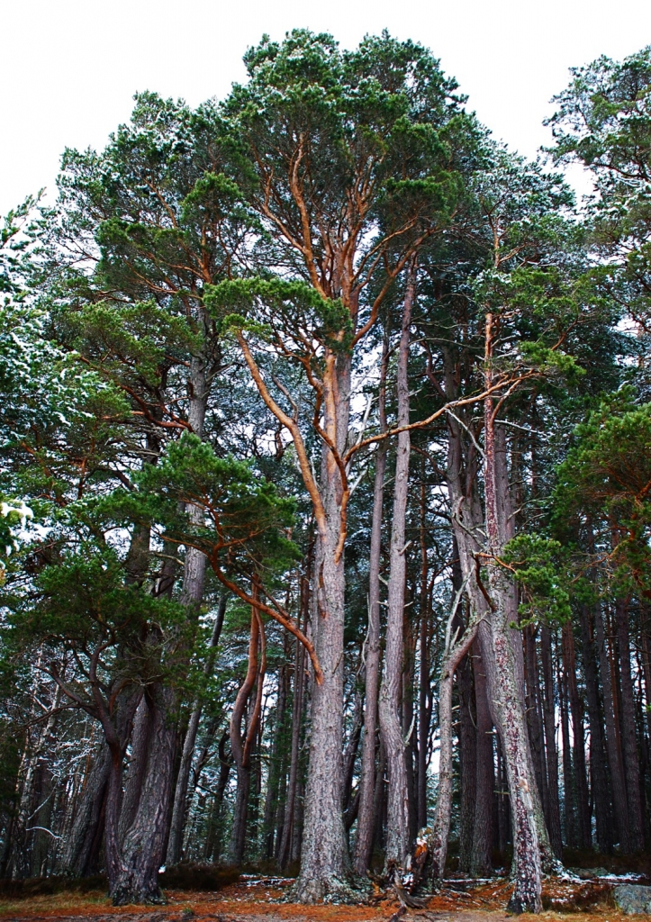 Pinus sylvestris