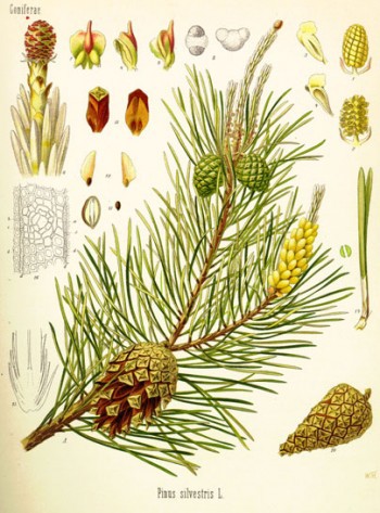 Pinus sylvestris