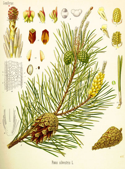 Pinus sylvestris