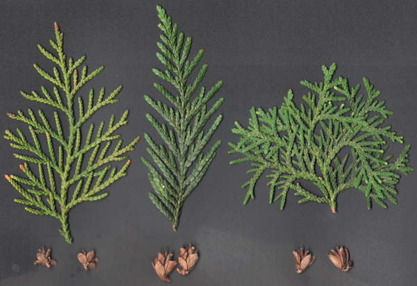 Thuja sutchuenensis