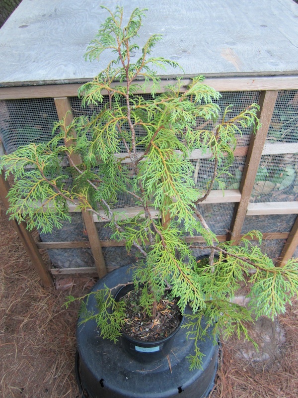 Thuja sutchuenensis