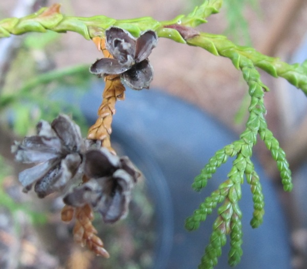 Thuja sutchuenensis