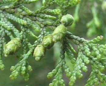 Thuja sutchuenensis