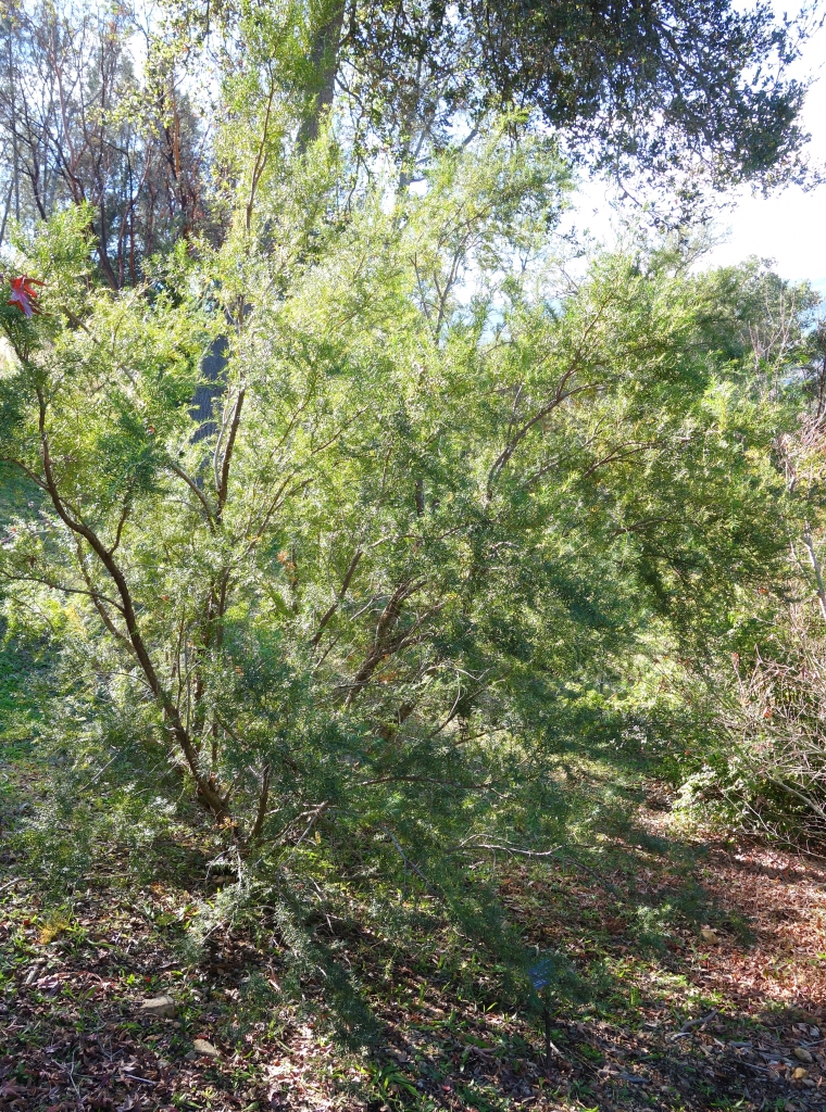 Taxus sumatrana