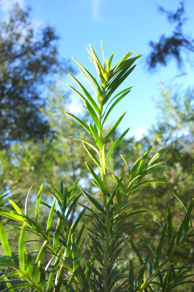 Taxus sumatrana