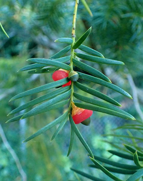 Taxus sumatrana