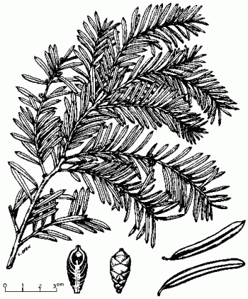 Taxus sumatrana