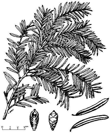 Taxus sumatrana