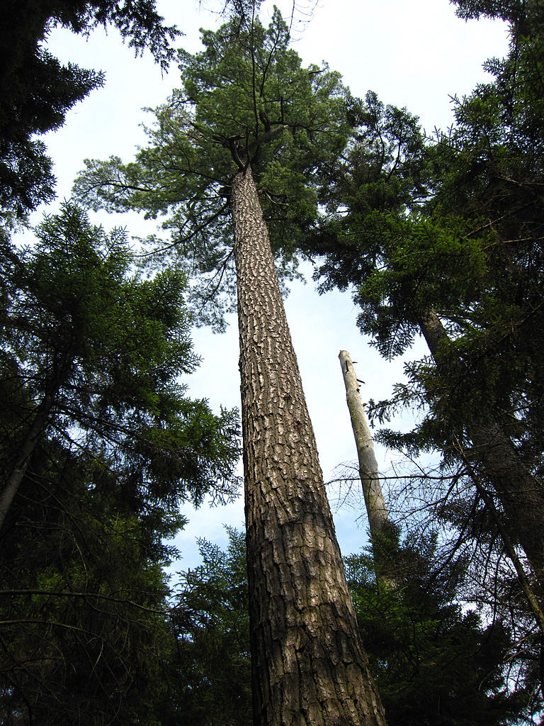Pinus strobus