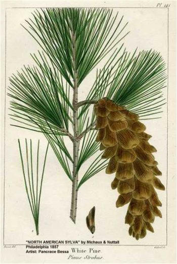 Pinus strobus