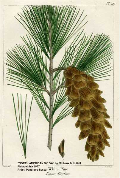 Pinus strobus