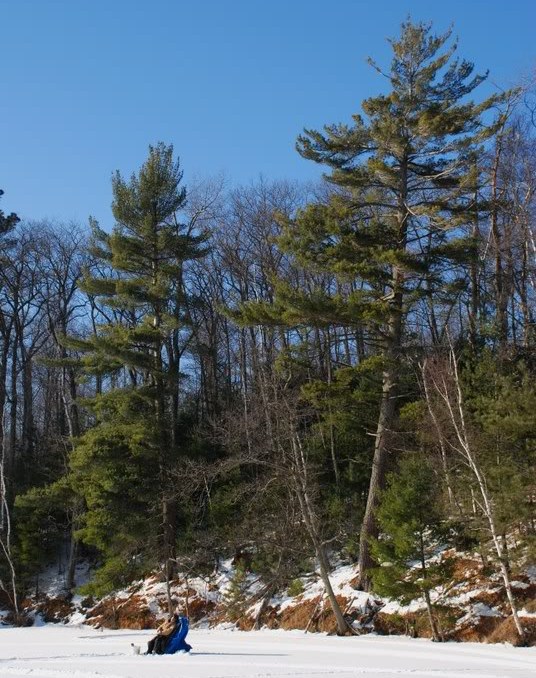 Pinus strobus