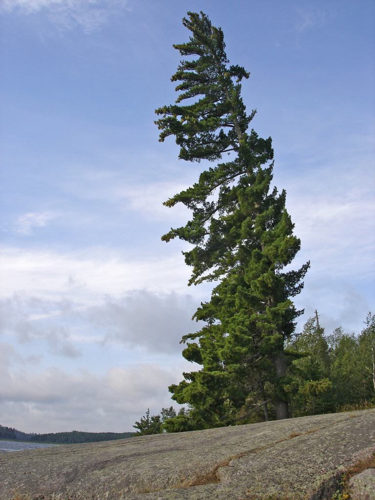 Pinus strobus