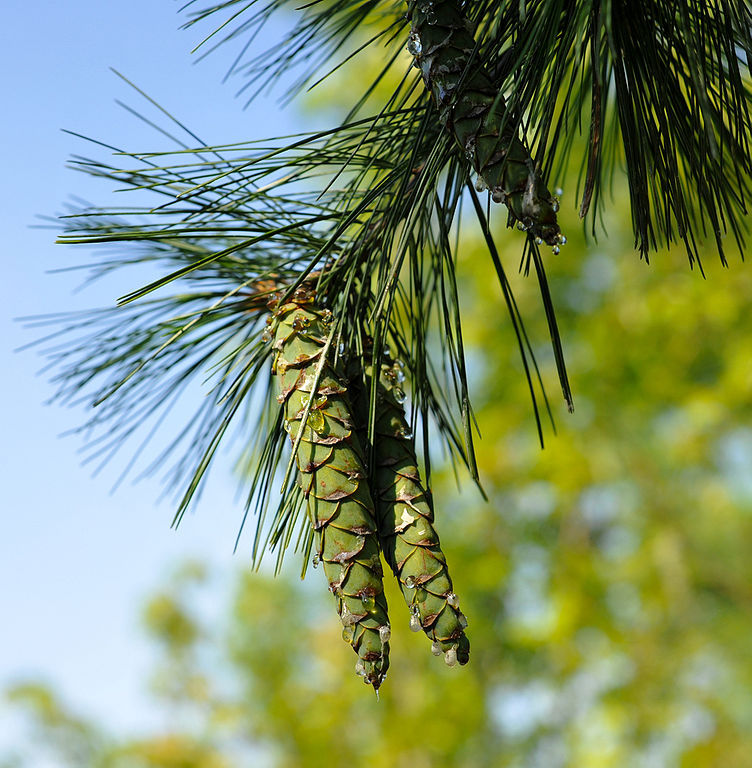 Pinus strobus