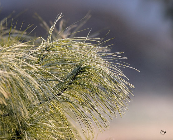 Pinus strobus
