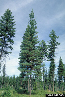Pinus strobiformis