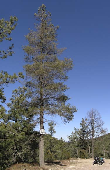 Pinus strobiformis