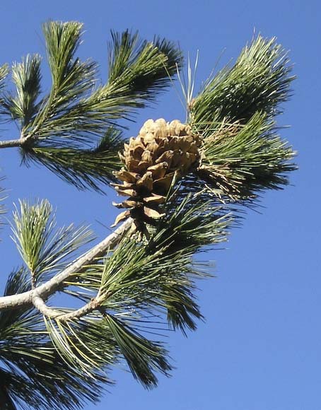 Pinus strobiformis